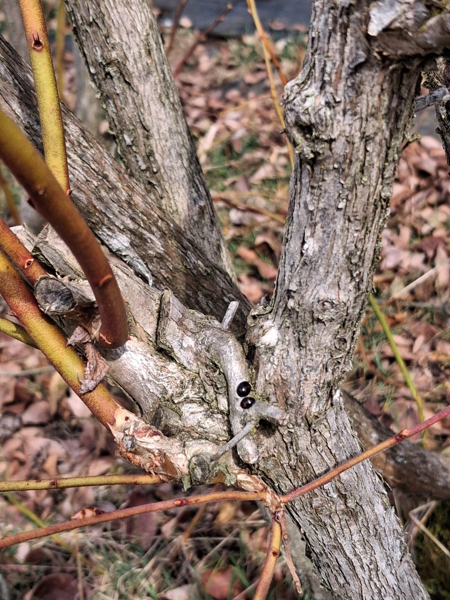 Riapertura primaverile